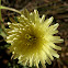 smooth golden fleece; amargot