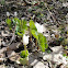 Bloodroot