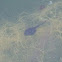 Tadpole