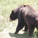 black bear