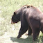 black bear