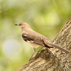 northern mockingbird