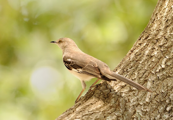 Spotting Image 1