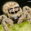 Jumping Spider