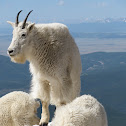 Mountain Goat