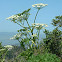 Hogweed