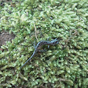 CUMBERLAND PLATEAU SALAMANDER