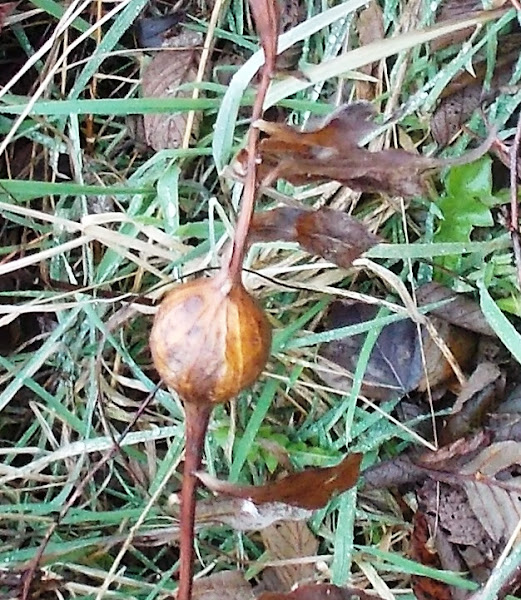Goldenrod Gall Fly Gall Project Noah