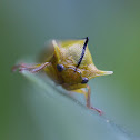 Trident Membracid