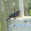 Brown Headed Cowbird