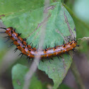 Gulf Fritillary