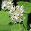 Mountain Mint