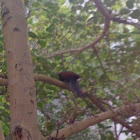 Greater Coucal