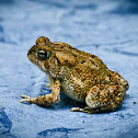 American Toad