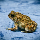 American Toad