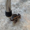 Banded Bull Frog