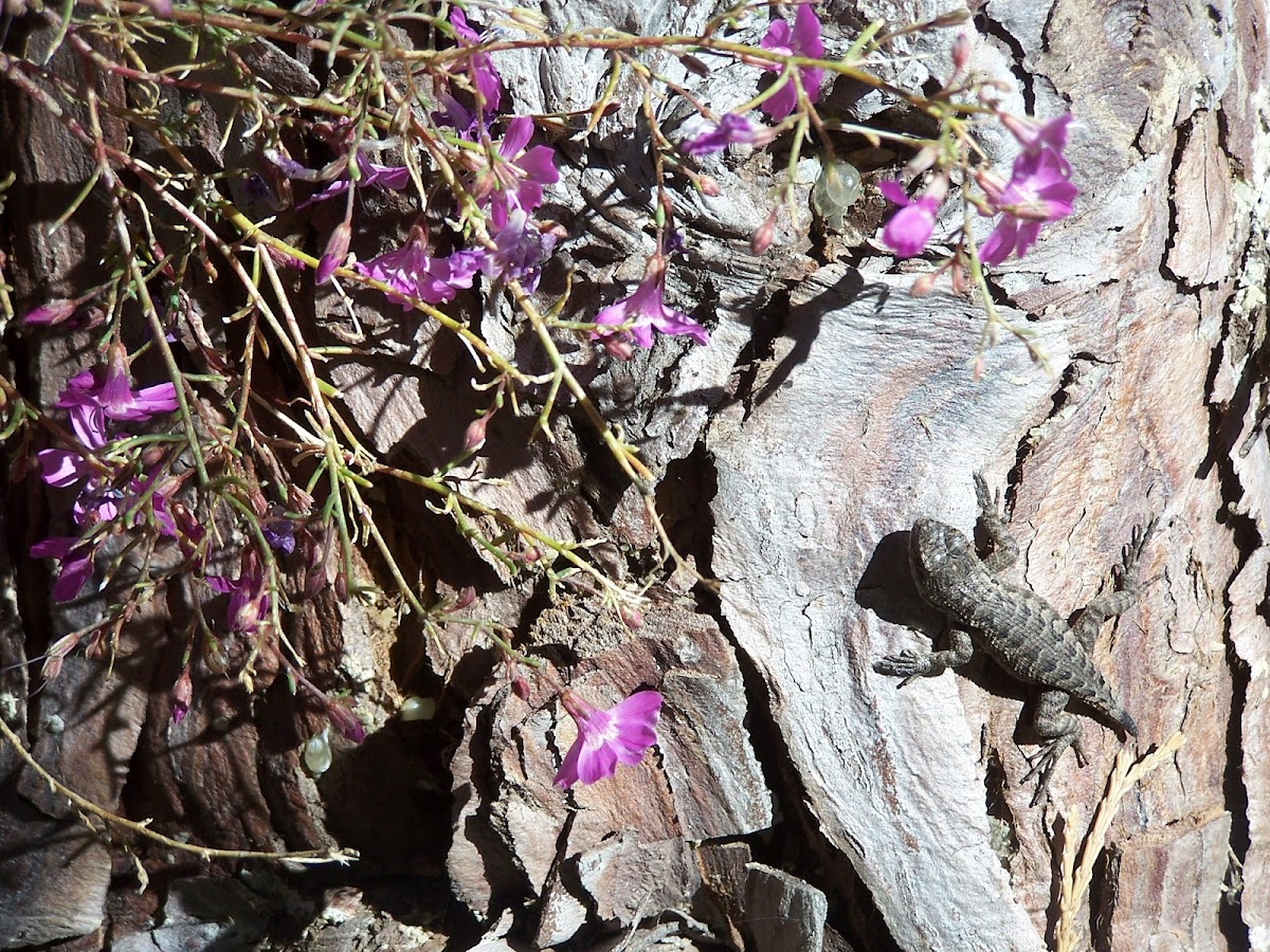 Baby western fence lizard