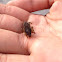 Mole Crickets