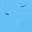 Red Tailed Hawk, Crow