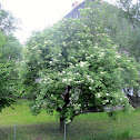 Elderberry