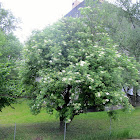 Elderberry