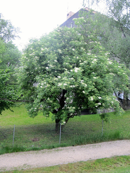 Spotting Image 1