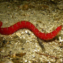 Longfin Gunnel