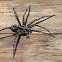 Dock Spider
