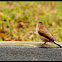 Indian Silverbill