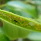 Thrips
