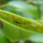 Thrips