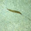 Slug
