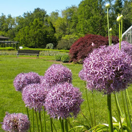 Alliums at Elizabeth Park in Hartford, CT by ChrisTina Shaskus - City,  Street & Park  City Parks ( japanese maple, nature, garden gardens hartford, peace, summer, purple allium flowers, red green, beauty, landscape, spring, floral, park elizabeth )