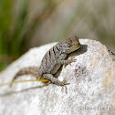 Madagascar spiny-tailed iguana