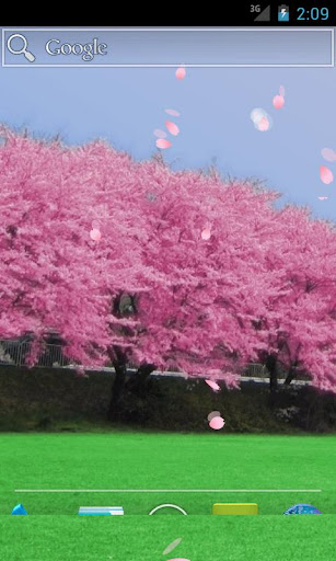 Cherry blossoms - Full