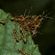 Green Ant or Weaver Ant