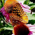 Purple Coneflower