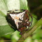 Arrow head spider