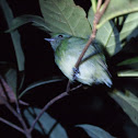 Green Honeycreeper (female)