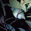 Green Honeycreeper (female)