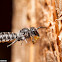 Solitary Bee