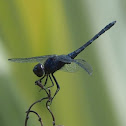 Black Stream Glider