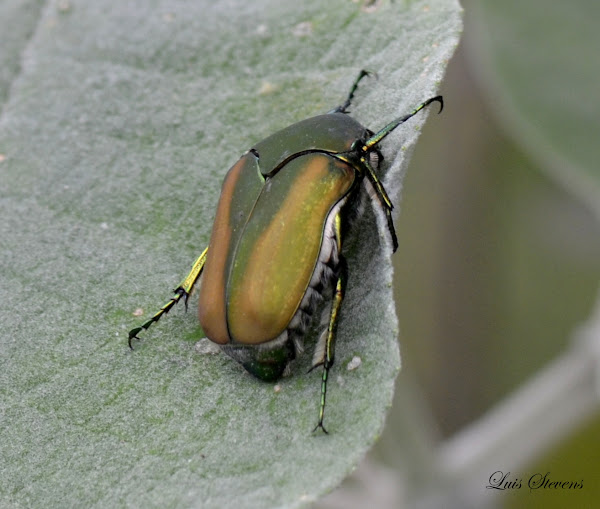 Figeater beetle (Mayate) Project Noah
