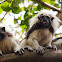 Cotton-top Tamarin