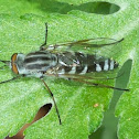 Fly