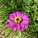 Zinnia
