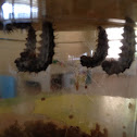 Caterpillars in chrysalis's