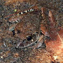Giant Barred Frog