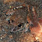 Giant Barred Frog