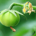 green tomato